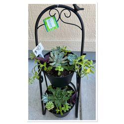 Large Beautiful Succulent Planter