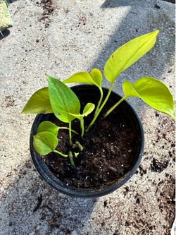 Neon Pothos (Epipremnum aureum 'Neon')