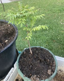 Curry Plant