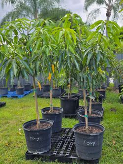Tommy Atkins 15g mango tree