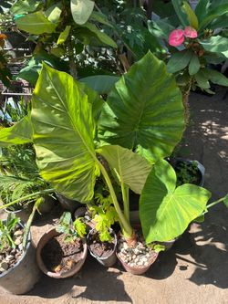 Plant
