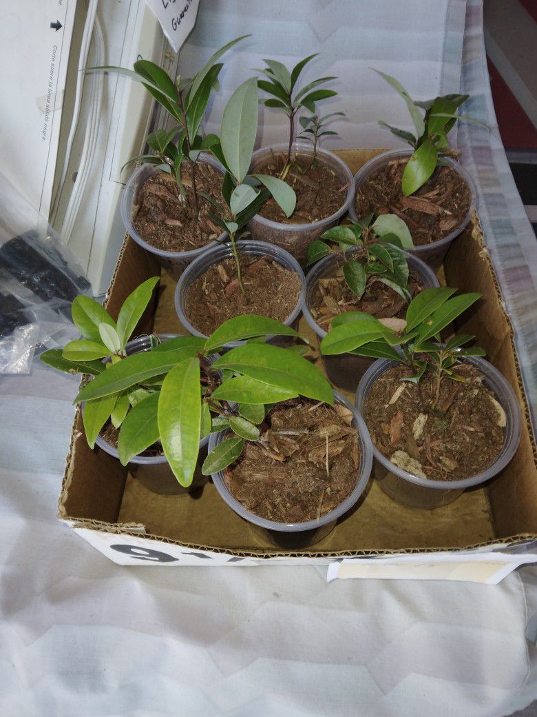 2 Bay Leaf Herb Tree Seedlings $5 -Ship $3.50 -Deltona, Fl Pickup Or Ship Bareroot 