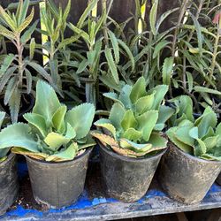 Kalanchoe o madre de miles