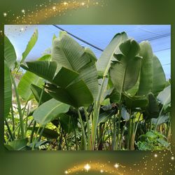 Beautiful tall white 🤍 bird of paradise 15gl plants $85