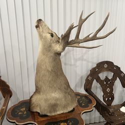 Deer mount