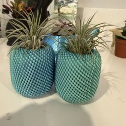 Pineapples Planter With Live Plants 