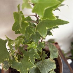 Real Ivy Plant 