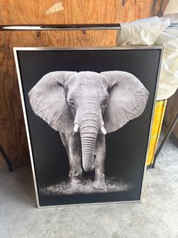 Elephant picture