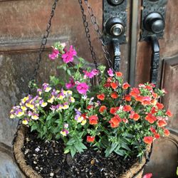 Beautiful Plants