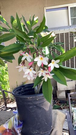 Beautifull Hawaiian Plumeria $14.00 just Potted Easy to Grow