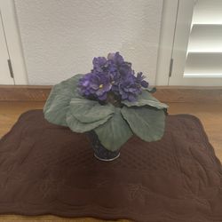 African Violet Silk Plant 
