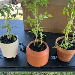 Cherry Tomato Plants $3-$10