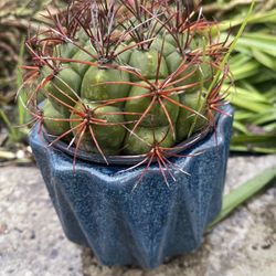 Cuctus In Ceramic Pot For House