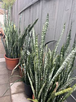 Snake plant