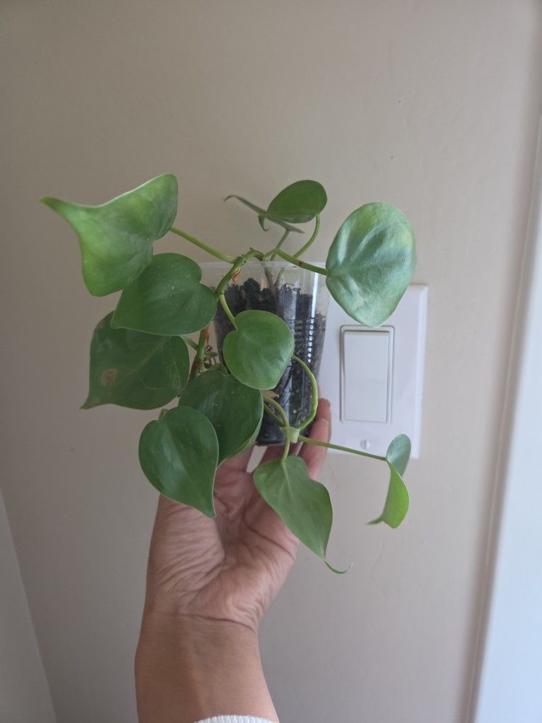 Plant