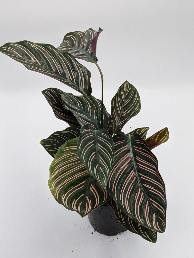 Calathea ornata, Pinstripe Plant, Prayer Plant, Maranta, Marantaceae, Live House Plant, Ships in 4" Pot