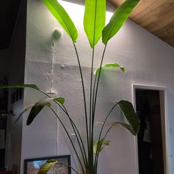 Birds of Paradise Plant and others