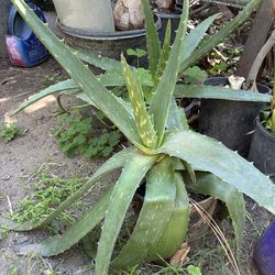 Aloe Vera