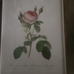 Rosa  Muscosa Multiplex Framed Print