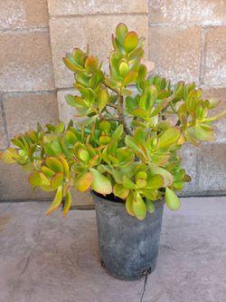 Jade Suculent Plant