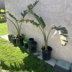 Giant Birds Of Paradise