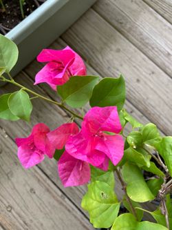 *$5 EACH* Bougainvillea Plants - Plant & Care Info Below 🔻