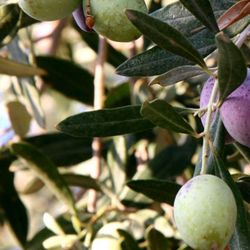 Olive Seedling Plant In 1 Gallon Pot