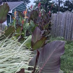Great Crop Of Cannas This Year 