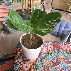 Fiddle Leaf Fig Plant In 9in Plastic Pot 