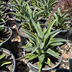 Agave