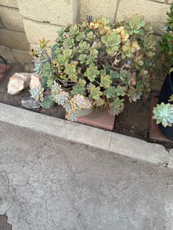 Medium pot succulent arrangement