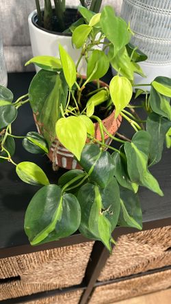 Philodendron Brasil