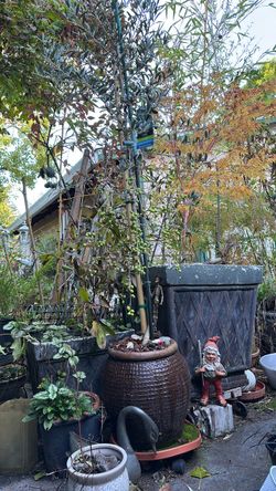 Olive Tree