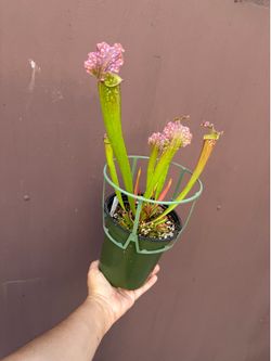 Pitcher plant mixed hybrid sarracenia
