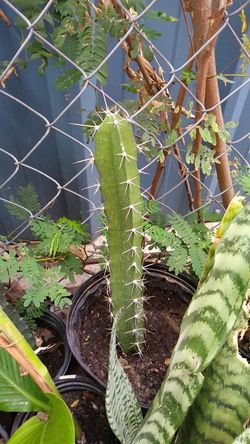 Cactus