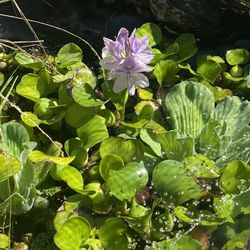Water Lettuce Water Hyacinth Plants