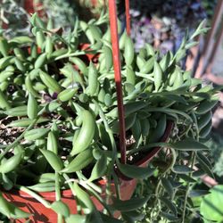 String Of Beads, Shark Teeth  Hanging Or Fillers