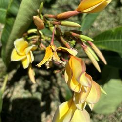 Corte dé plumeria azteca gold 