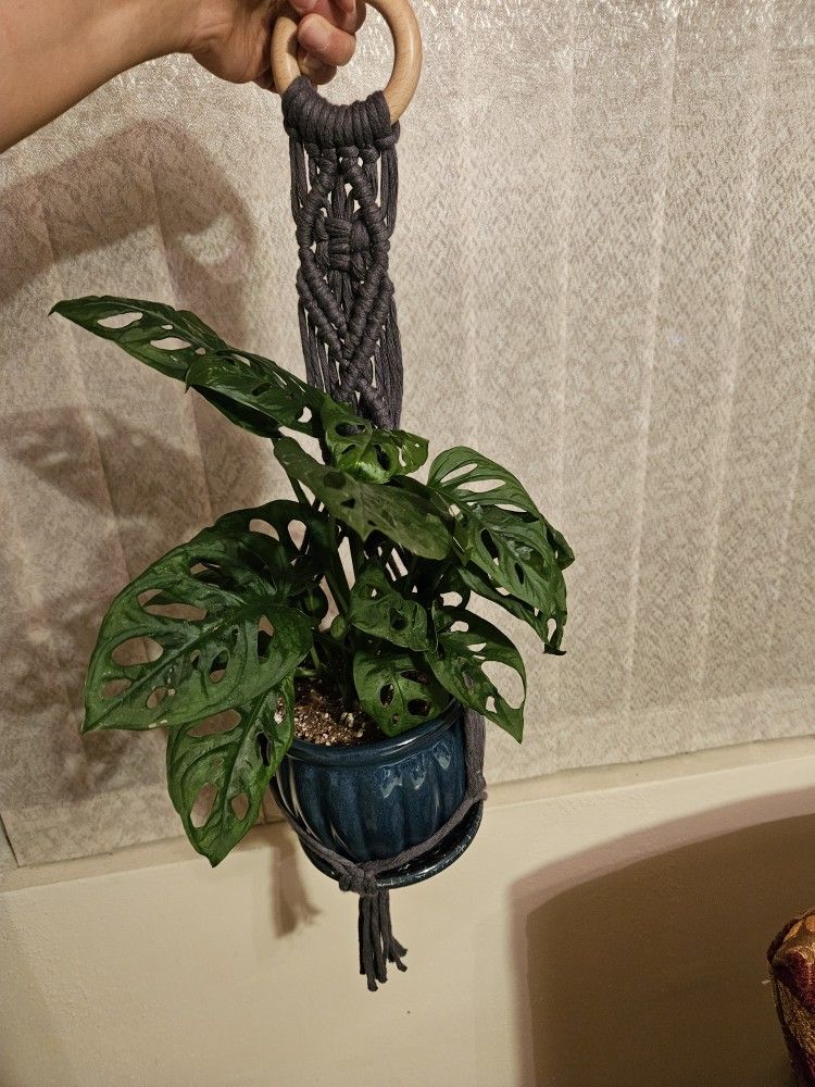Dark Gray Macrame Plant Holder New