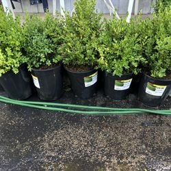 BOXWOOD PLANTS 