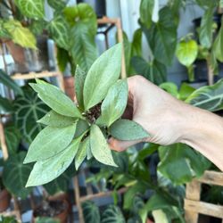 Hoya New Guinea Ghost