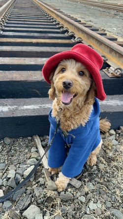 Paddington Bear Dog Costume