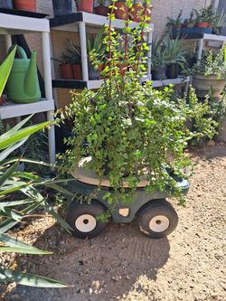Elephant bush Plant