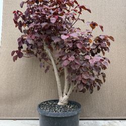 Old Caribbean copper ( Smoke Bush Plant ) Bonsai Tree ,,, SALE for Sale in  Westminster, CA - OfferUp