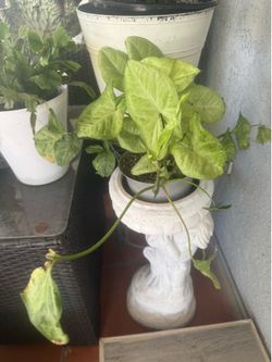 Anaheim plant