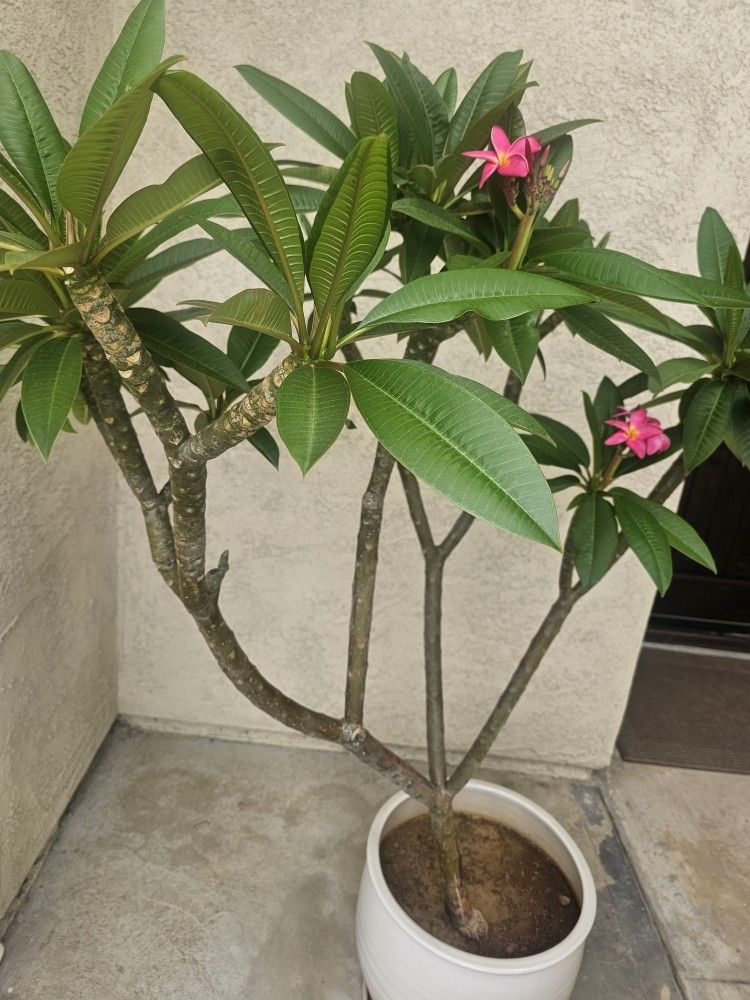 Plumeria Pink Flower