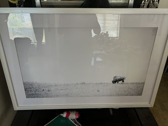 Framed Bison Picture