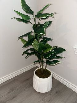 Decorative Plant