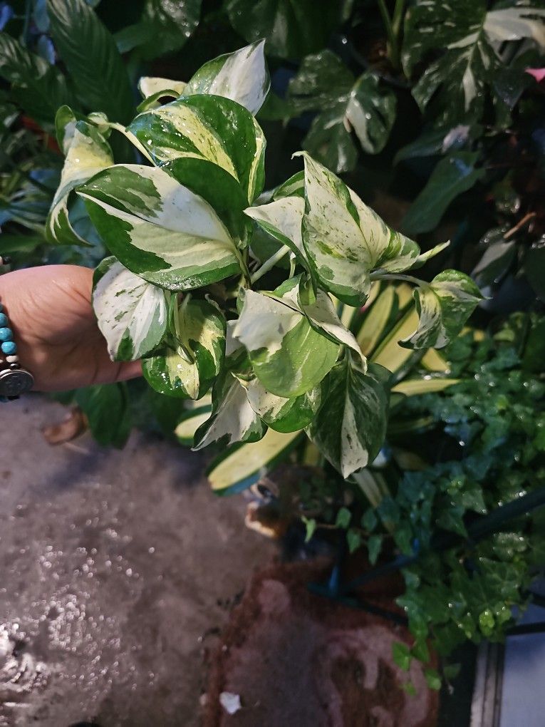 Manjula Pothos