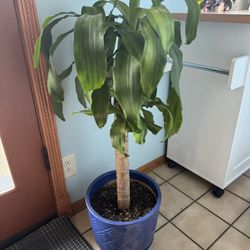 Houseplant with Nice Ceramic Pot 